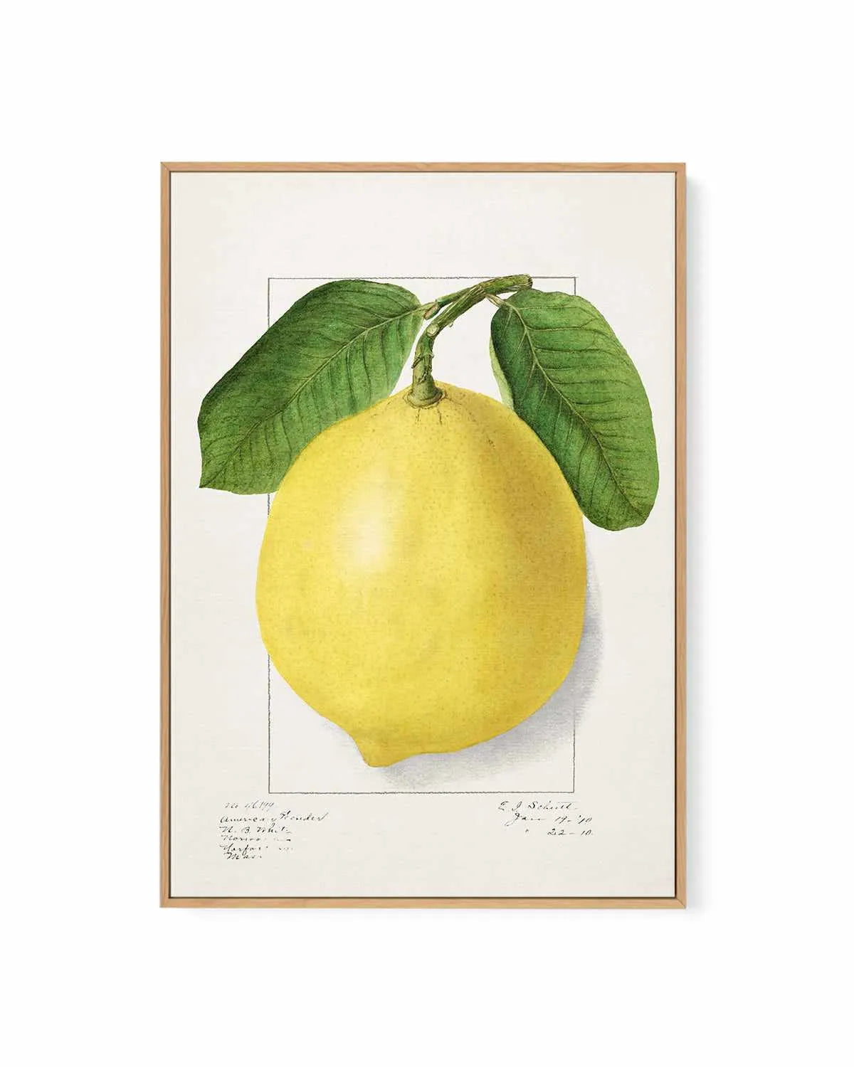 Bold Lemon Vintage Poster | Framed Canvas Art Print from Olive et Oriel where you can shop wallpaper and artworks online