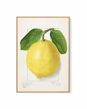 Bold Lemon Vintage Poster | Framed Canvas Art Print from Olive et Oriel where you can shop wallpaper and artworks online