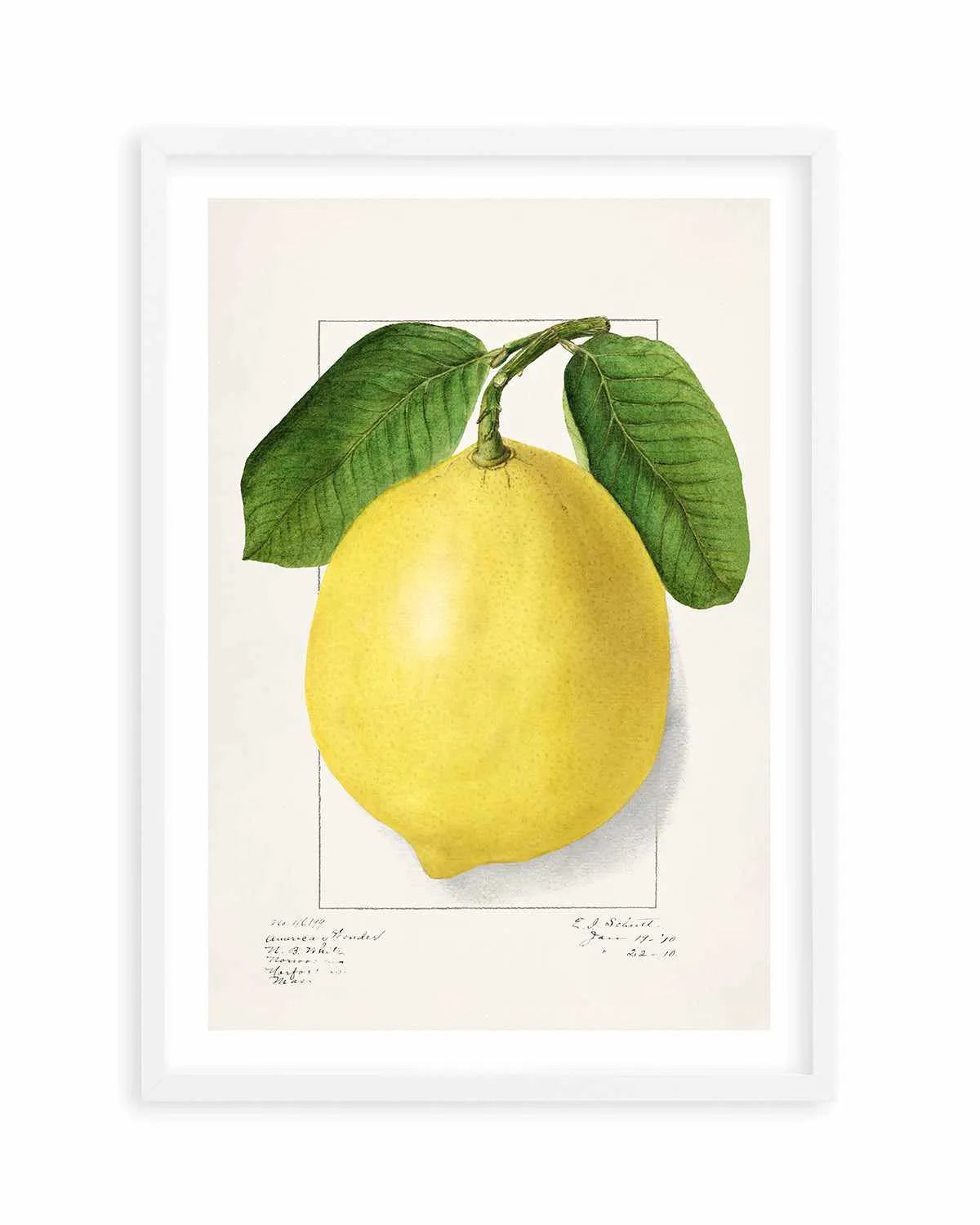 Bold Lemon Vintage Poster Art Print from Olive et Oriel where you can shop wallpaper and artworks online