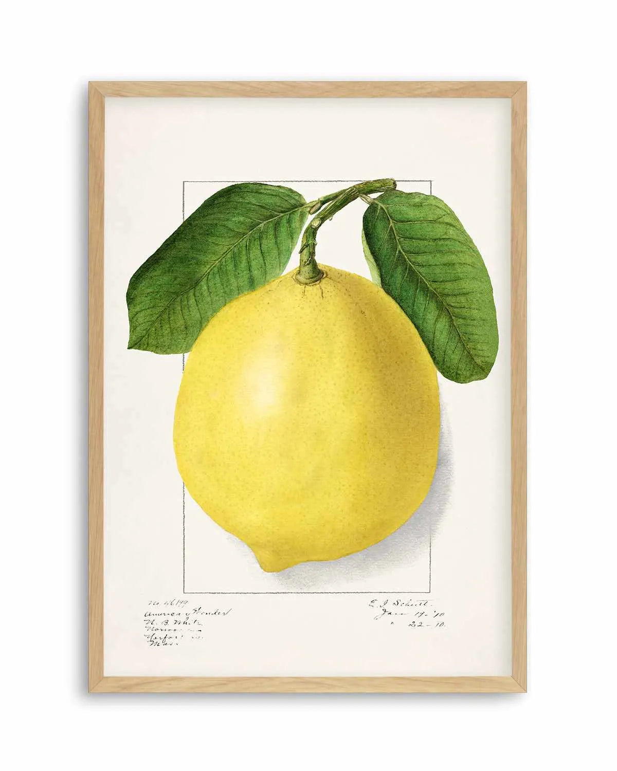 Bold Lemon Vintage Poster Art Print from Olive et Oriel where you can shop wallpaper and artworks online