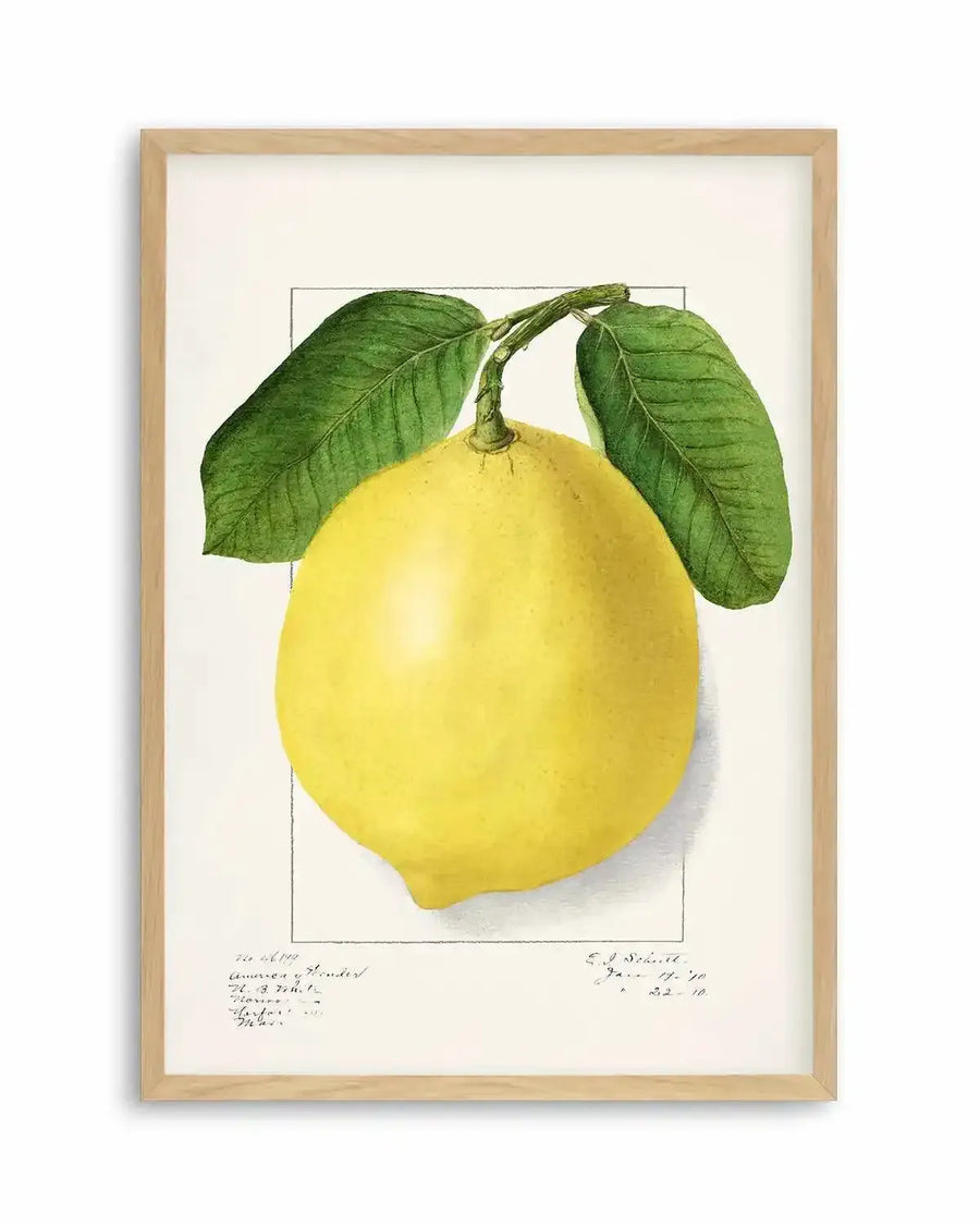 Bold Lemon Vintage Poster Art Print from Olive et Oriel where you can shop wallpaper and artworks online