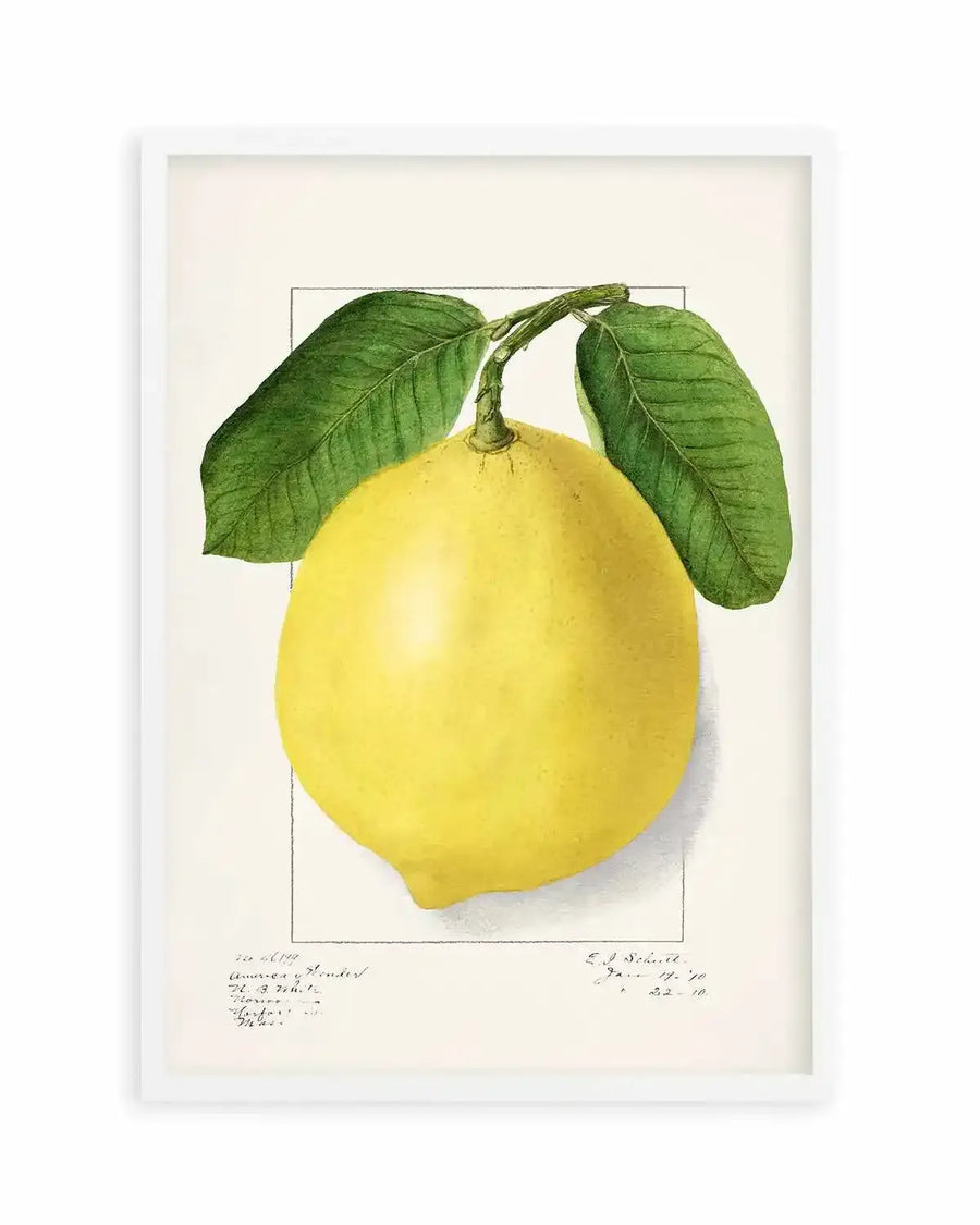 Bold Lemon Vintage Poster Art Print from Olive et Oriel where you can shop wallpaper and artworks online