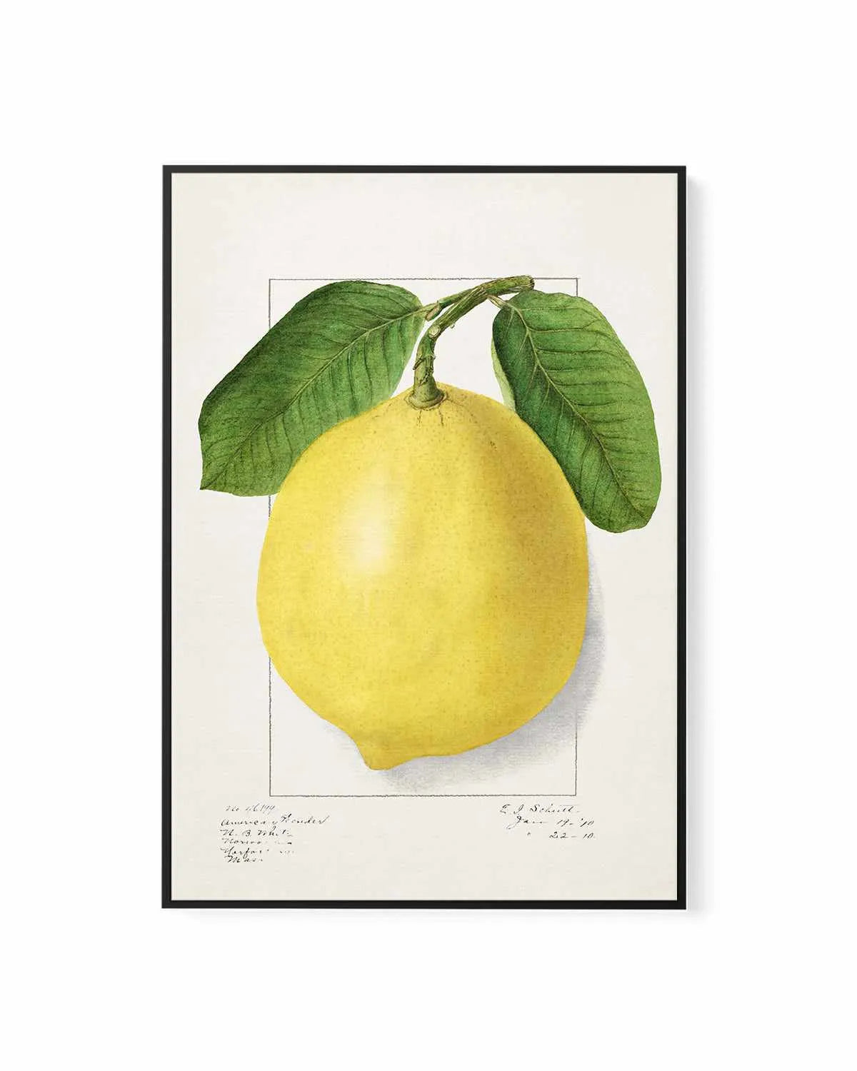 Bold Lemon Vintage Poster | Framed Canvas Art Print from Olive et Oriel where you can shop wallpaper and artworks online