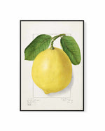 Bold Lemon Vintage Poster | Framed Canvas Art Print