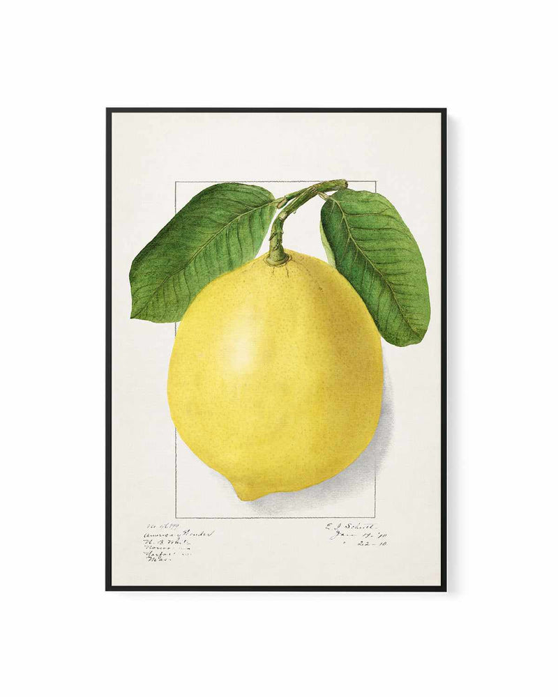 Bold Lemon Vintage Poster | Framed Canvas Art Print