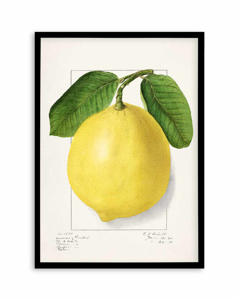 Bold Lemon Vintage Poster Art Print