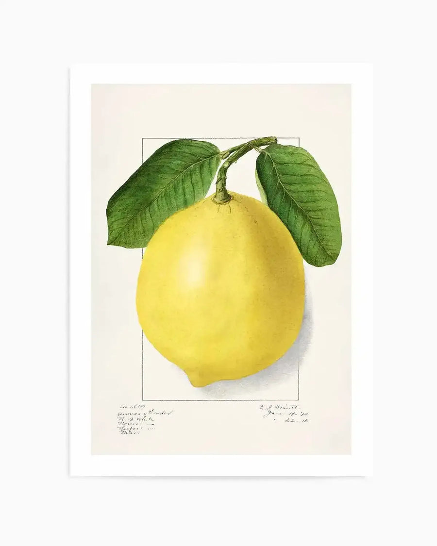 Bold Lemon Vintage Poster Art Print from Olive et Oriel where you can shop wallpaper and artworks online