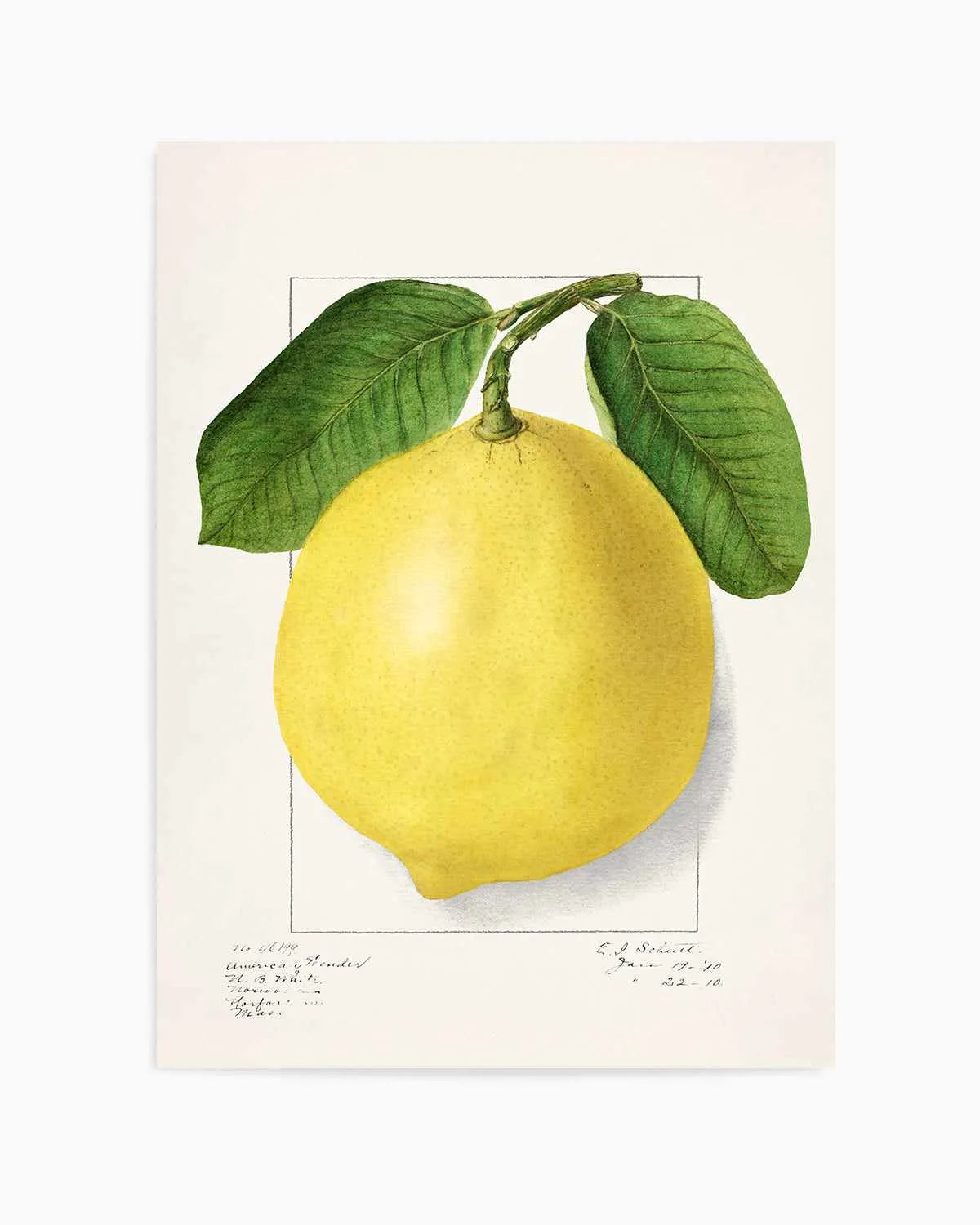 Bold Lemon Vintage Poster Art Print from Olive et Oriel where you can shop wallpaper and artworks online