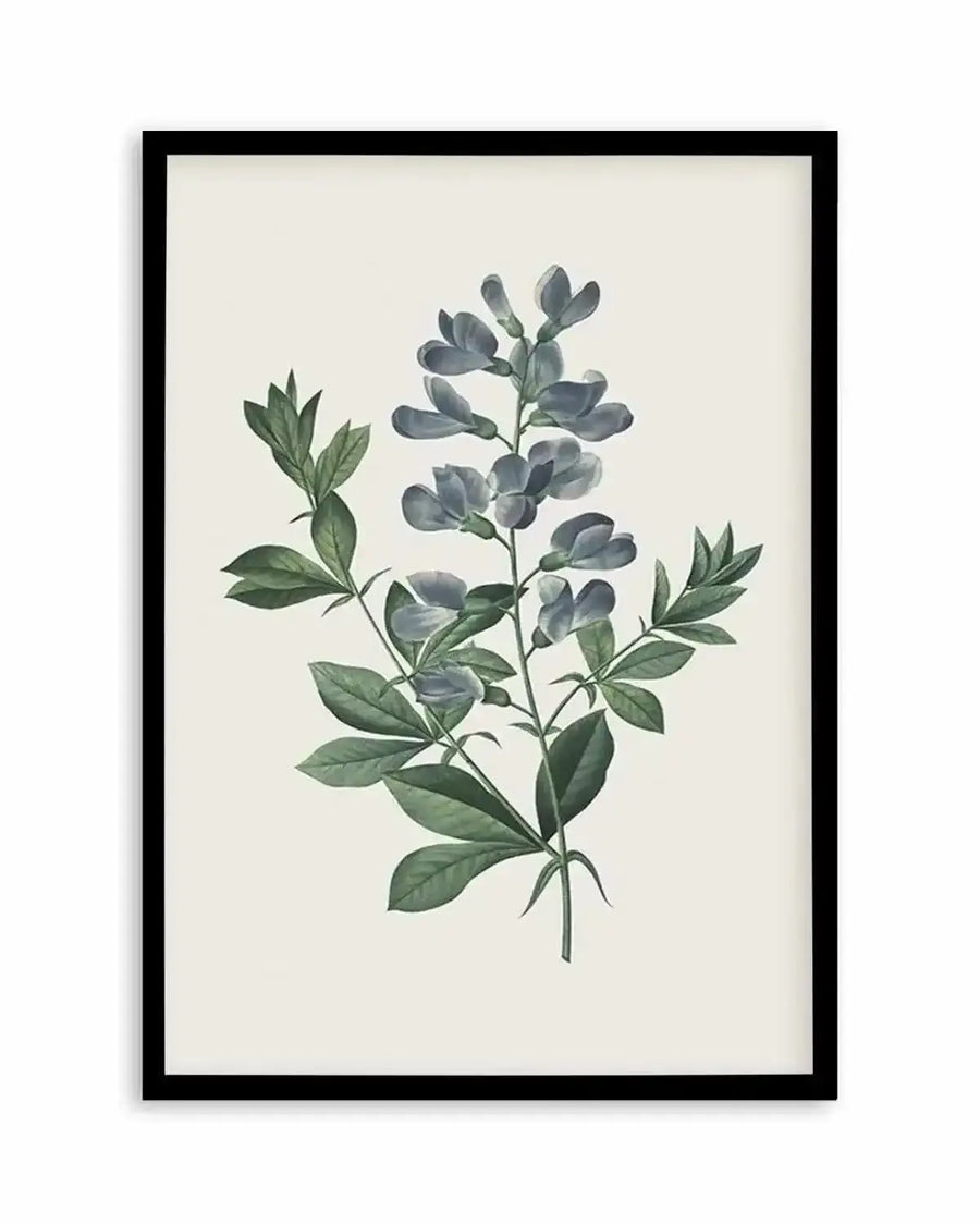 Botanical art print featuring a cluster of blue-grey flowers and dark green leaves on a light cream background, displayed in a black frame with a white border. The illustration has a vintage, scientific drawing quality with fine detail and subtle shading.
