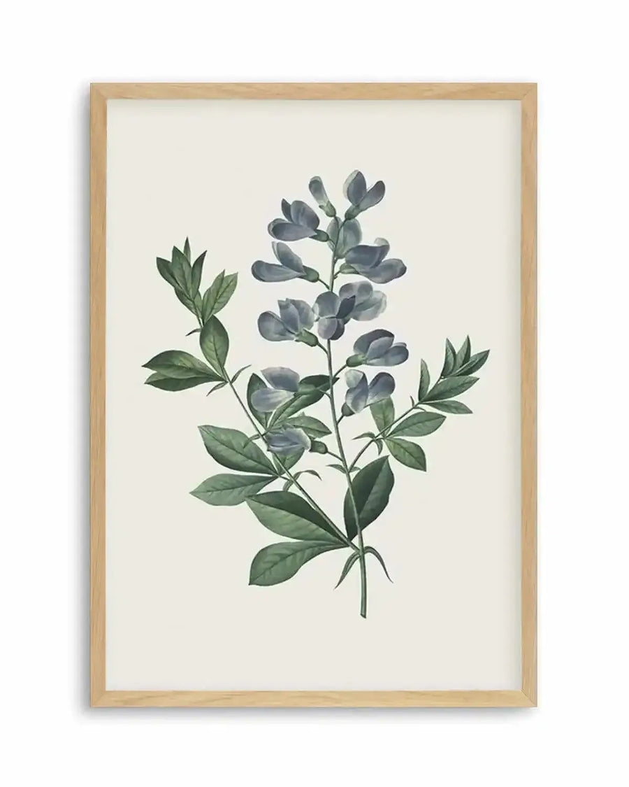 Botanical art print featuring a cluster of blue wild indigo flowers and green leaves on a cream background, printed on fine art paper and displayed in a natural oak frame with white border.