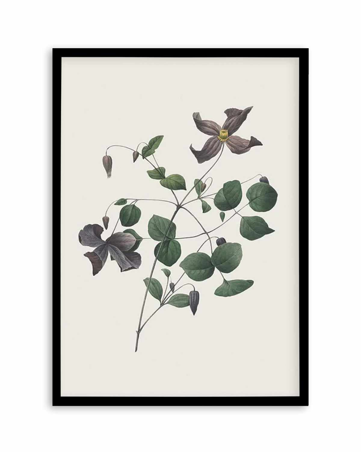 Botanica II Art Print