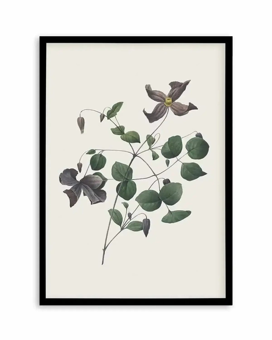 Botanical art print featuring a delicate vine with dark purple clematis flowers and green leaves on a cream background, printed on fine art paper and displayed in a black frame with white border.