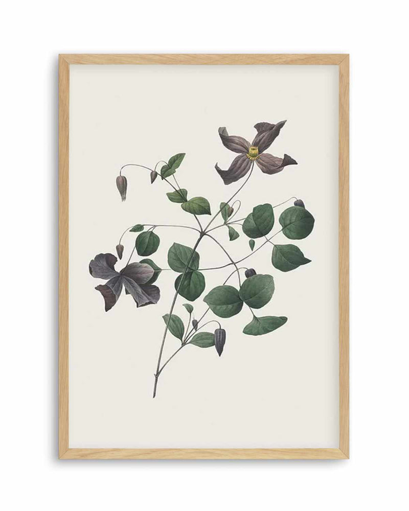 Botanica II Art Print