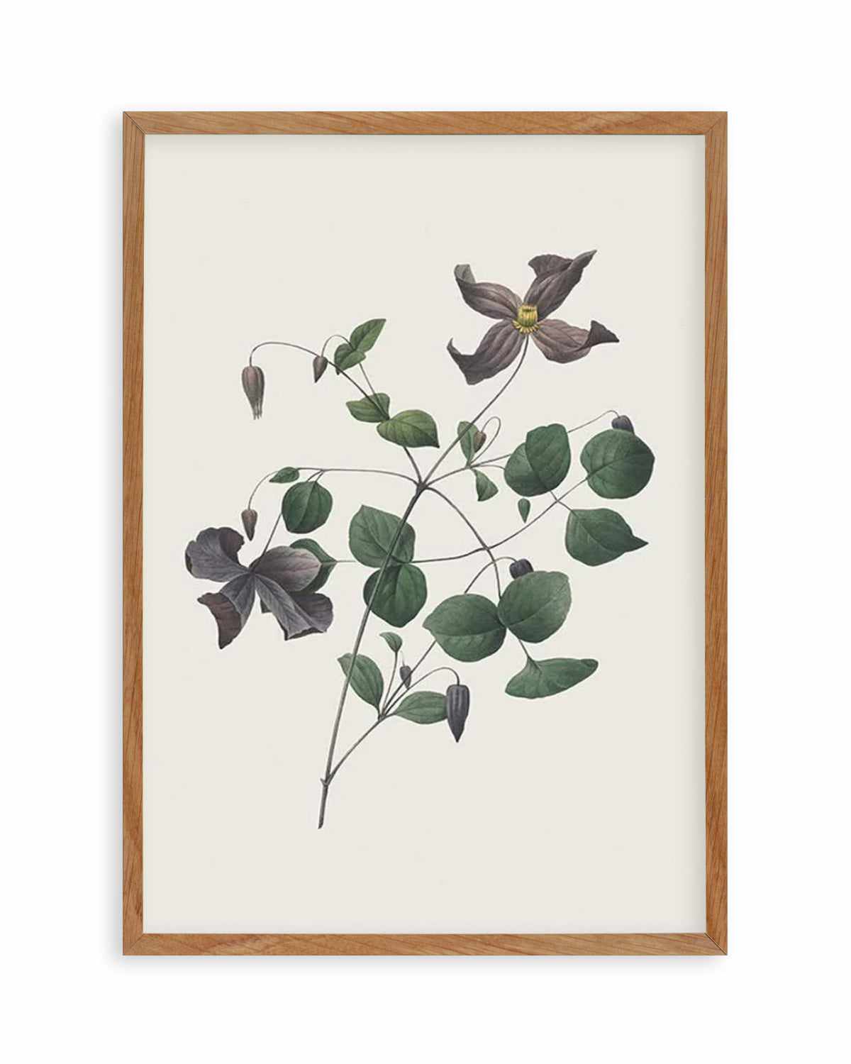 Botanica II Art Print