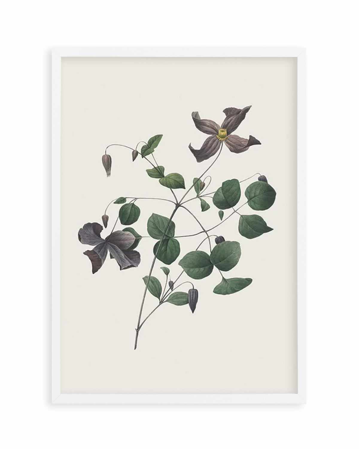 Botanica II Art Print