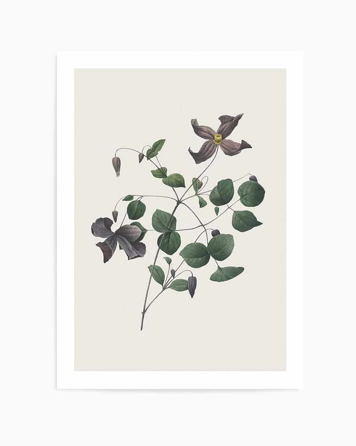 Botanica II Art Print