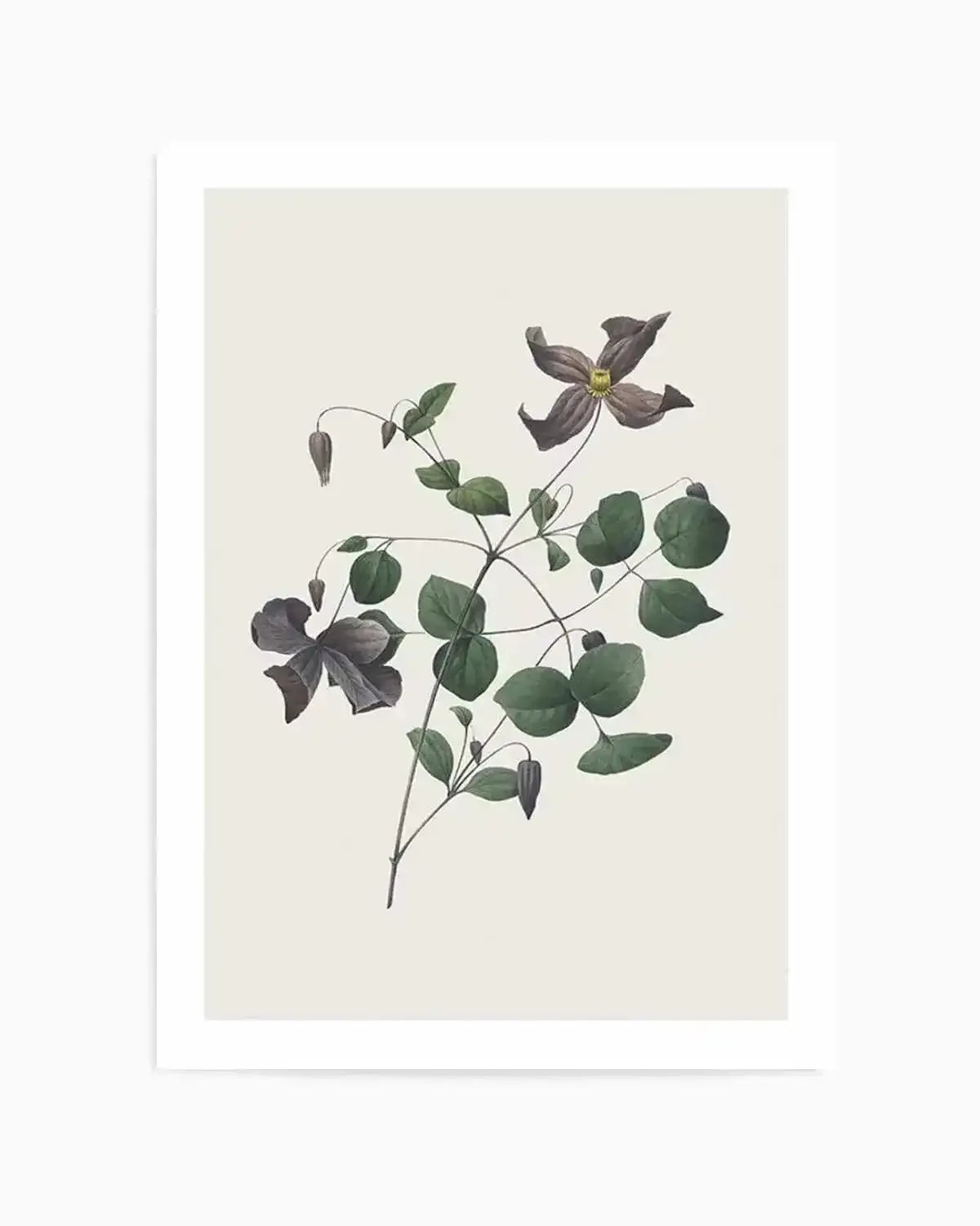 Botanica II Art Print from Olive et Oriel where you can shop wallpaper and artworks online