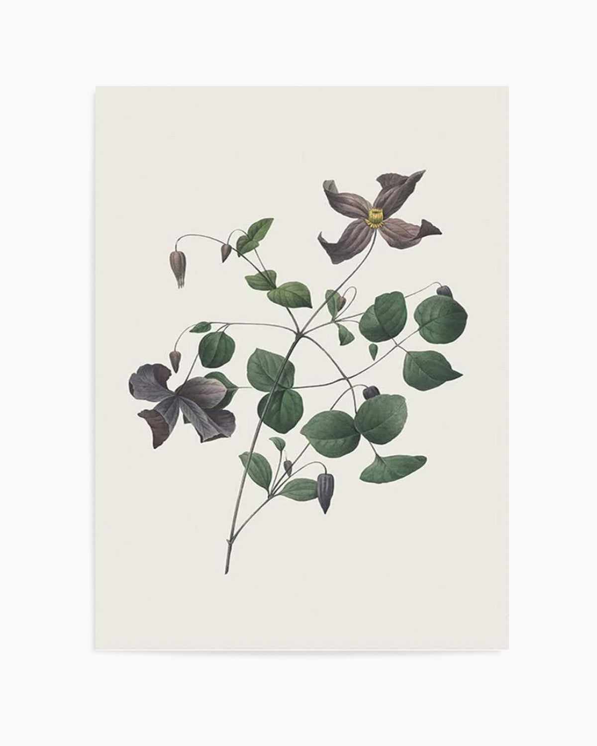 Botanica II Art Print