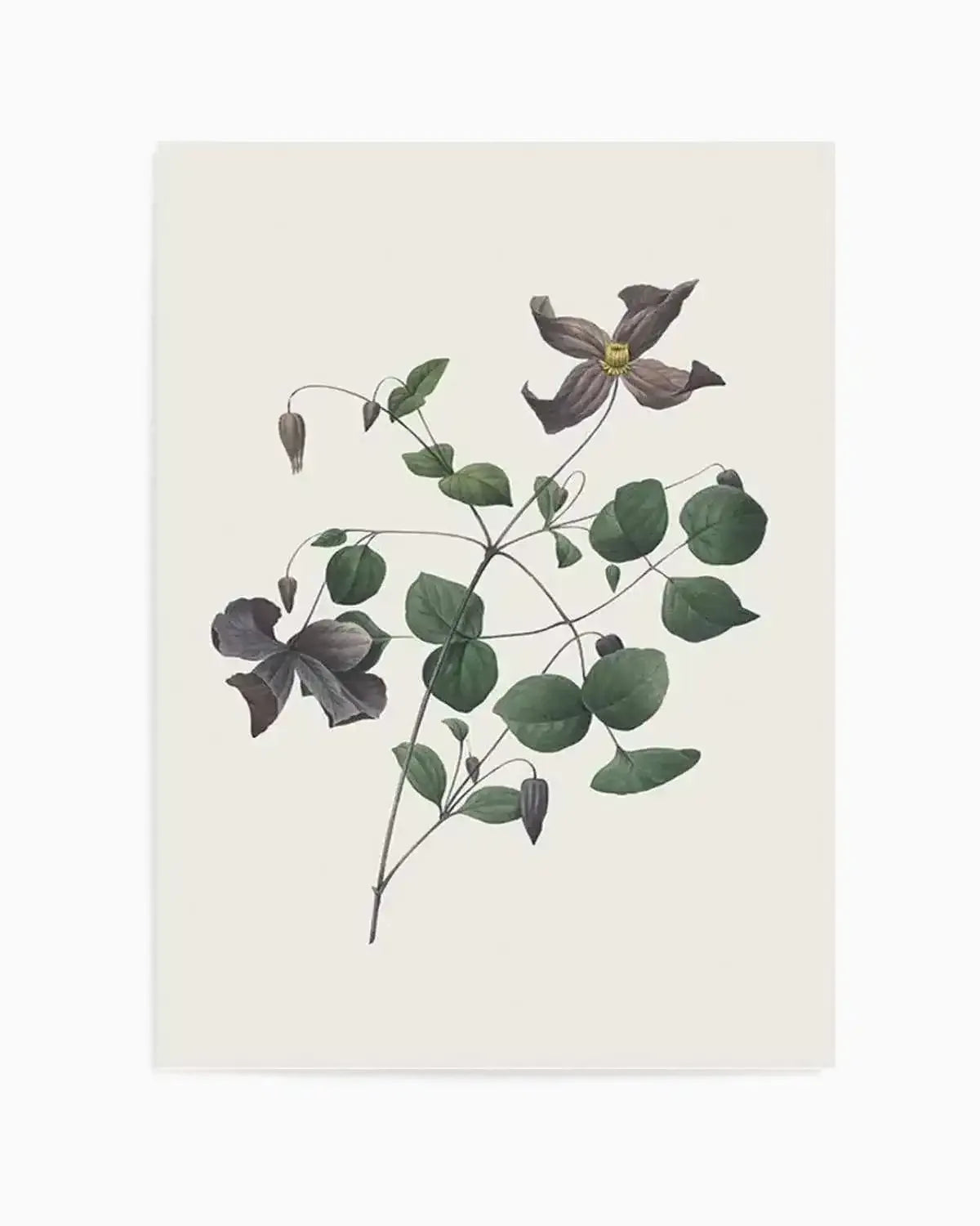 Botanica II Art Print from Olive et Oriel where you can shop wallpaper and artworks online