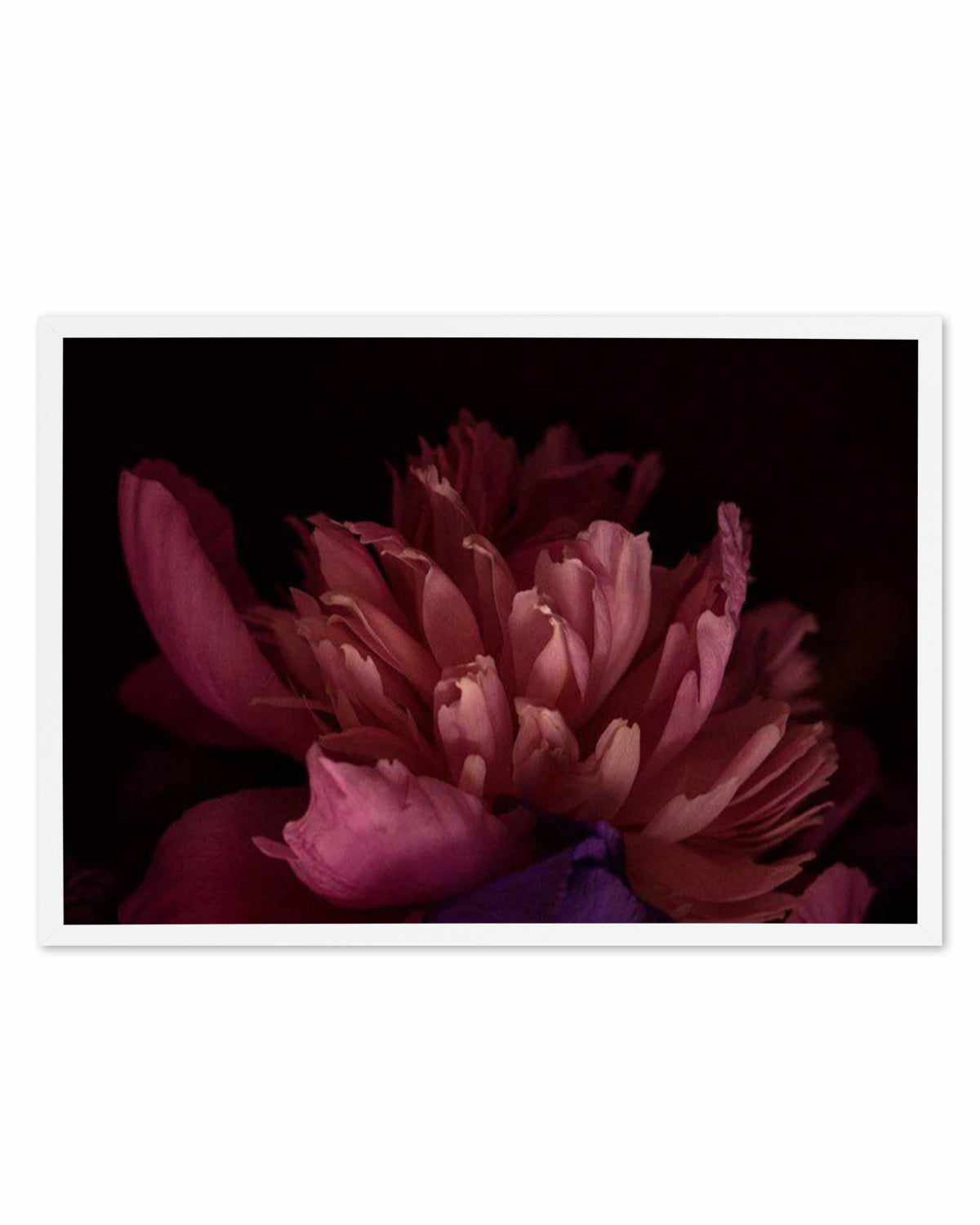 Botanica III LS Art Print