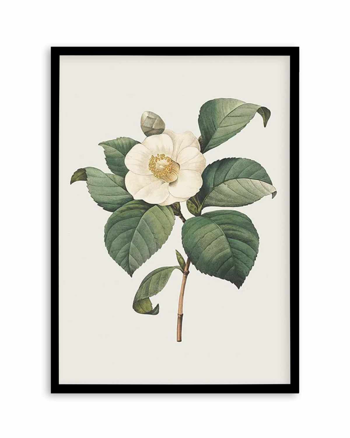 Botanica IV Art Print