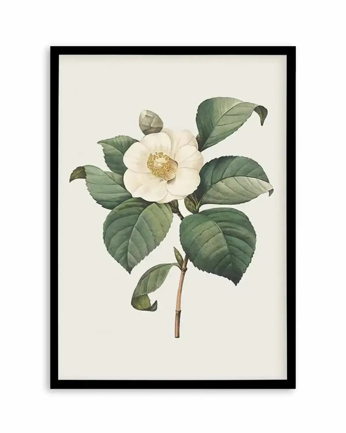 Botanica IV Art Print from Olive et Oriel where you can shop wallpaper and artworks online