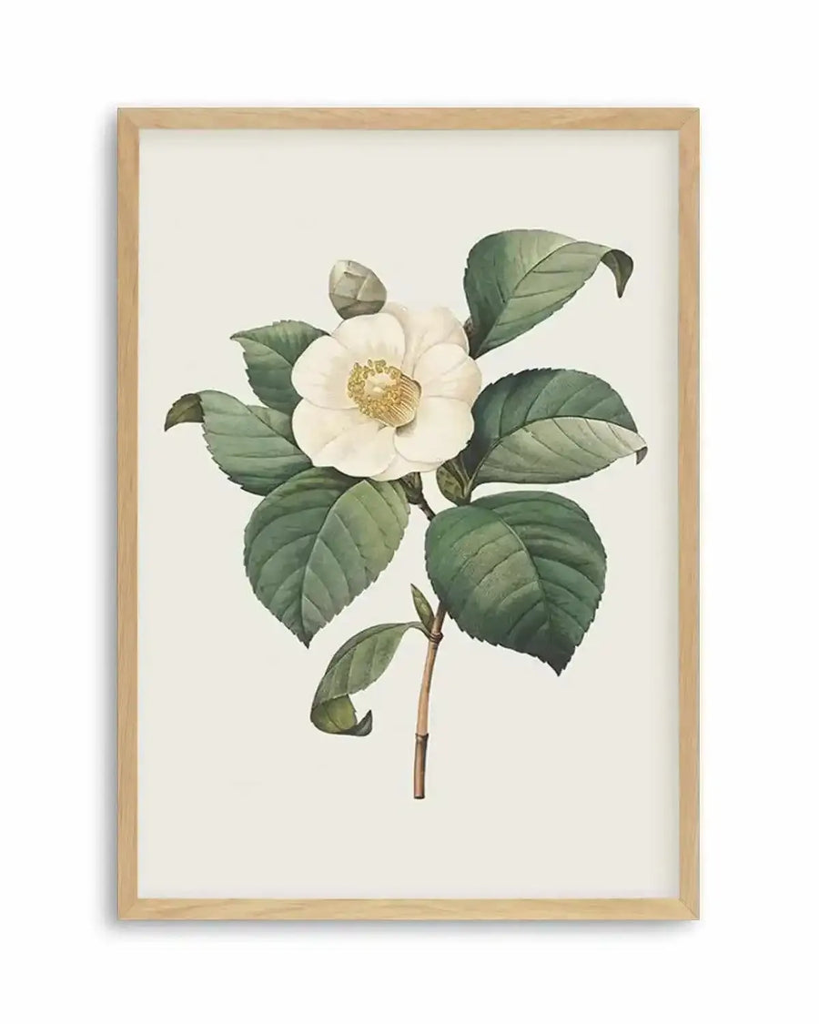 Botanical illustration art print featuring a single white camellia flower with a yellow center and green leaves, displayed in a natural oak frame with white border.
