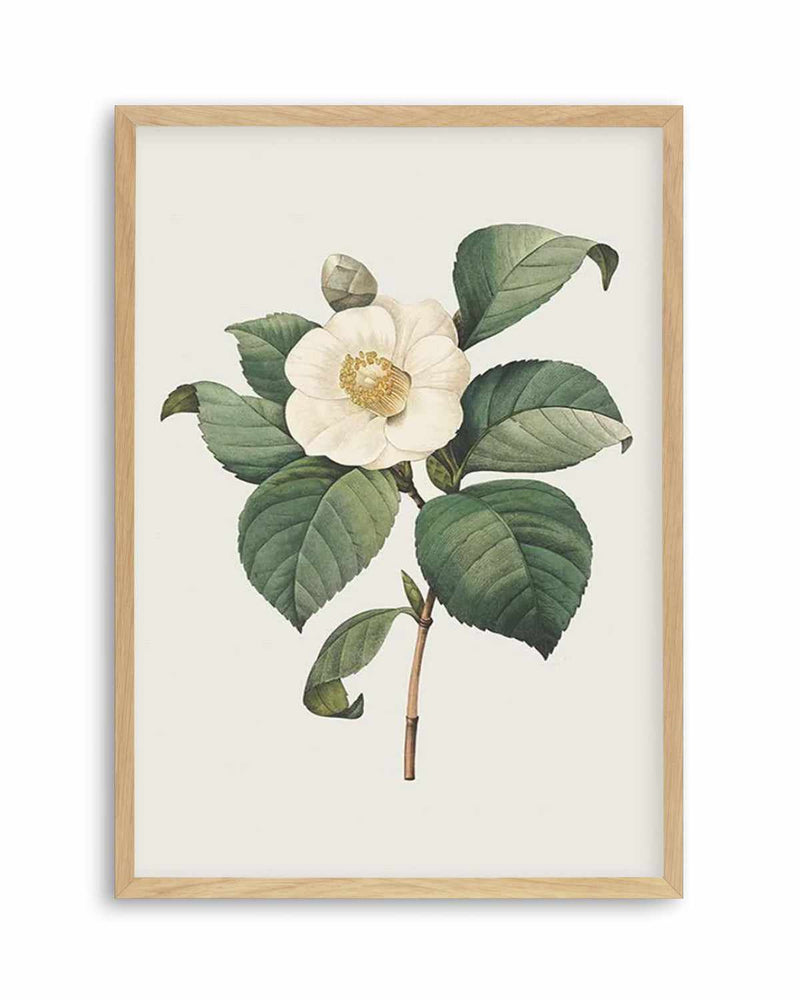 Botanica IV Art Print