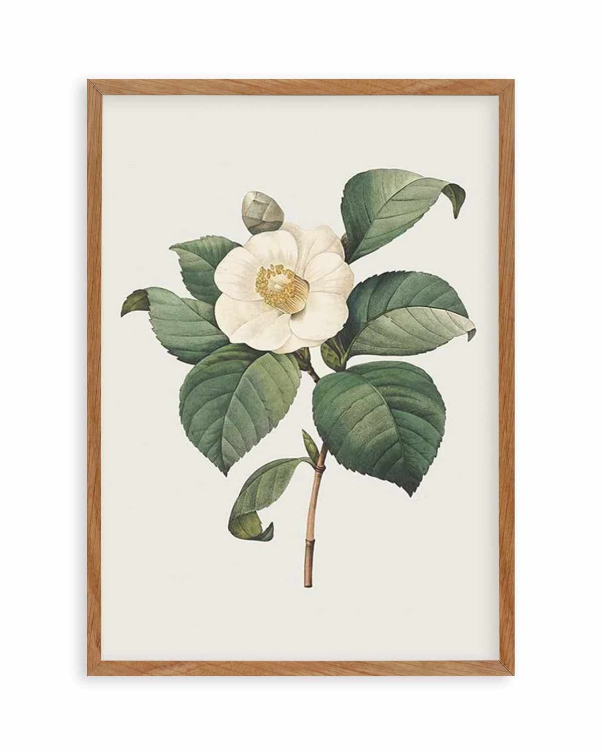 Botanica IV Art Print