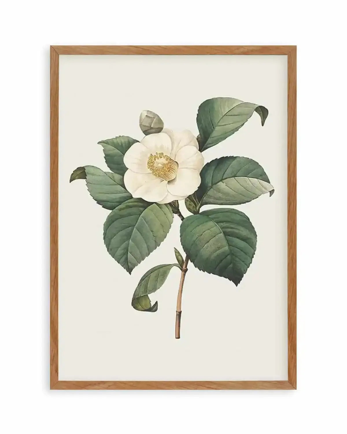 Botanica IV Art Print from Olive et Oriel where you can shop wallpaper and artworks online