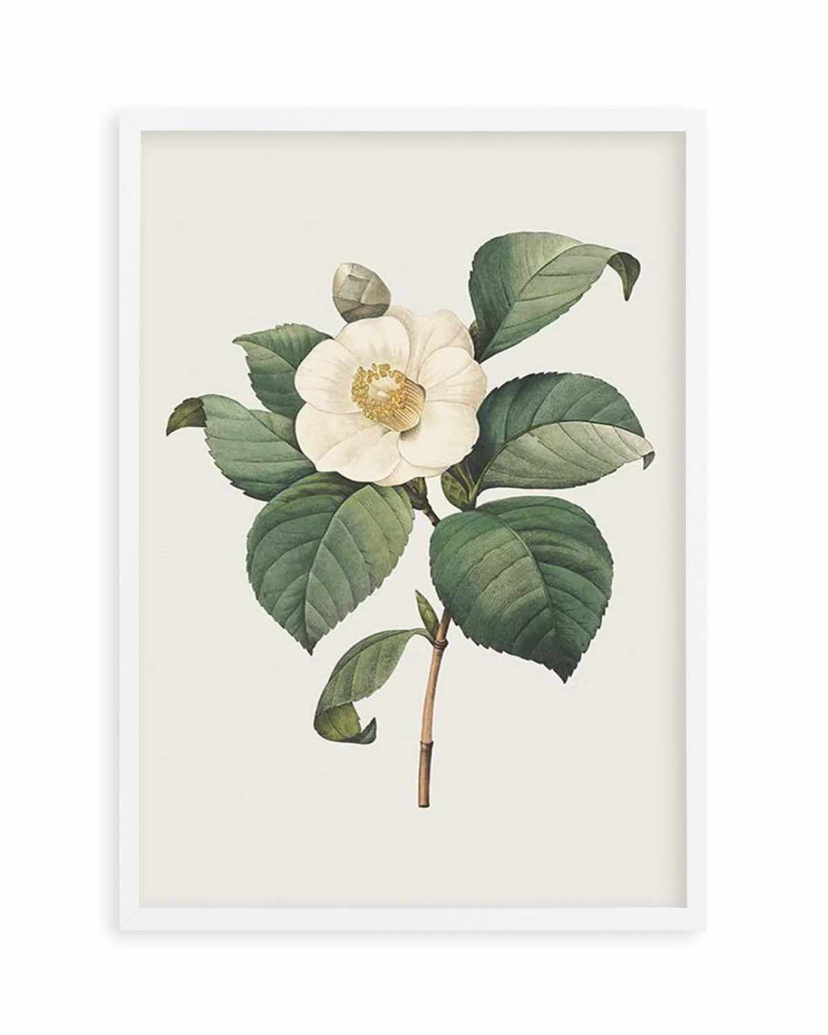 Botanica IV Art Print