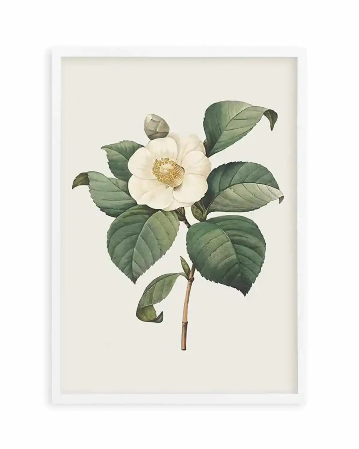 Botanica IV Art Print from Olive et Oriel where you can shop wallpaper and artworks online