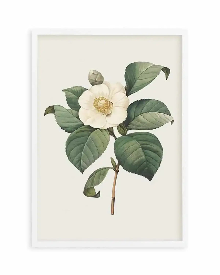 Botanica IV Art Print from Olive et Oriel where you can shop wallpaper and artworks online