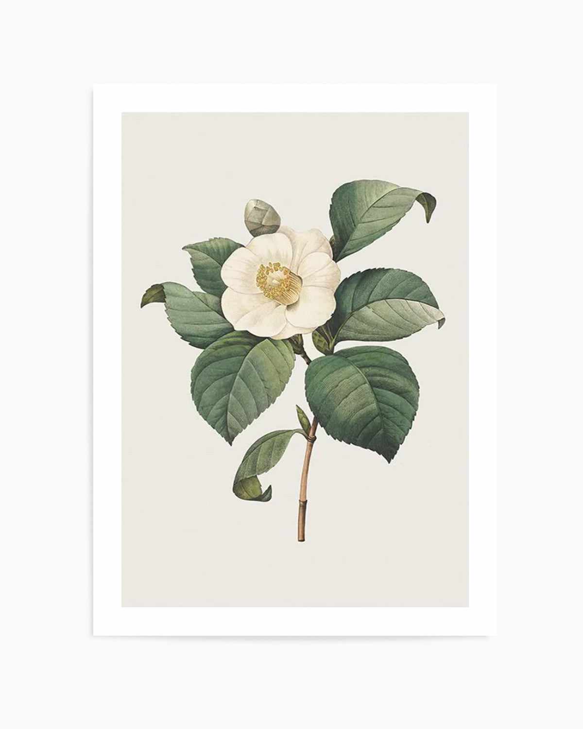 Botanica IV Art Print