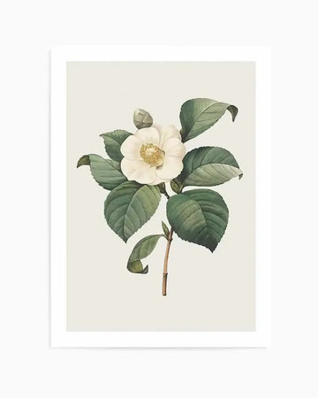 Botanica IV Art Print from Olive et Oriel where you can shop wallpaper and artworks online