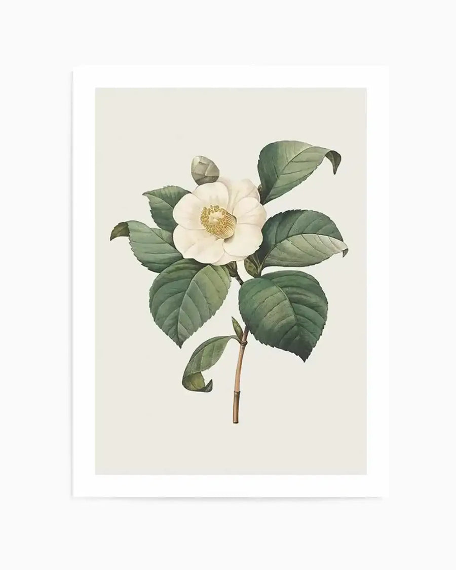 Botanica IV Art Print from Olive et Oriel where you can shop wallpaper and artworks online