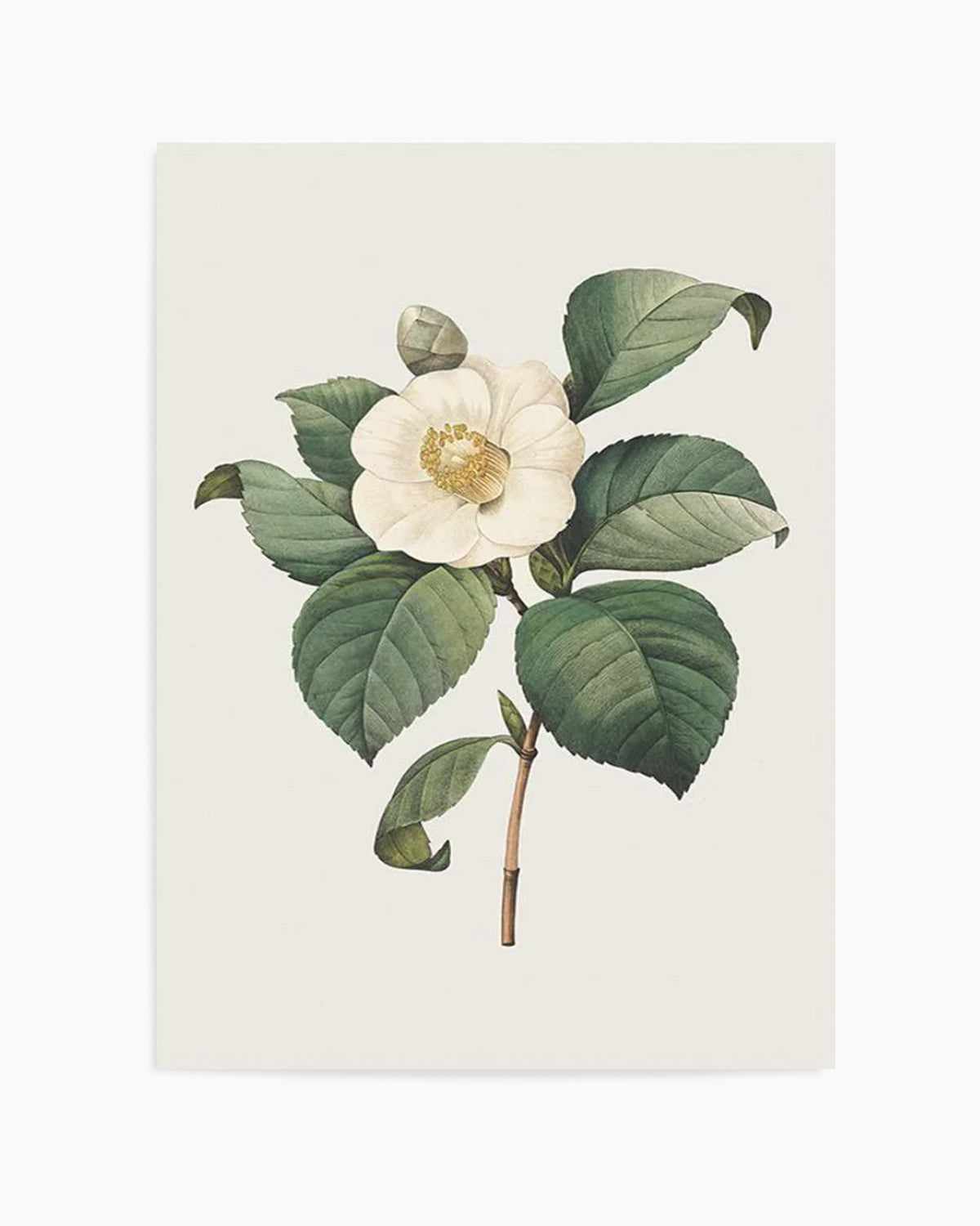 Botanica IV Art Print