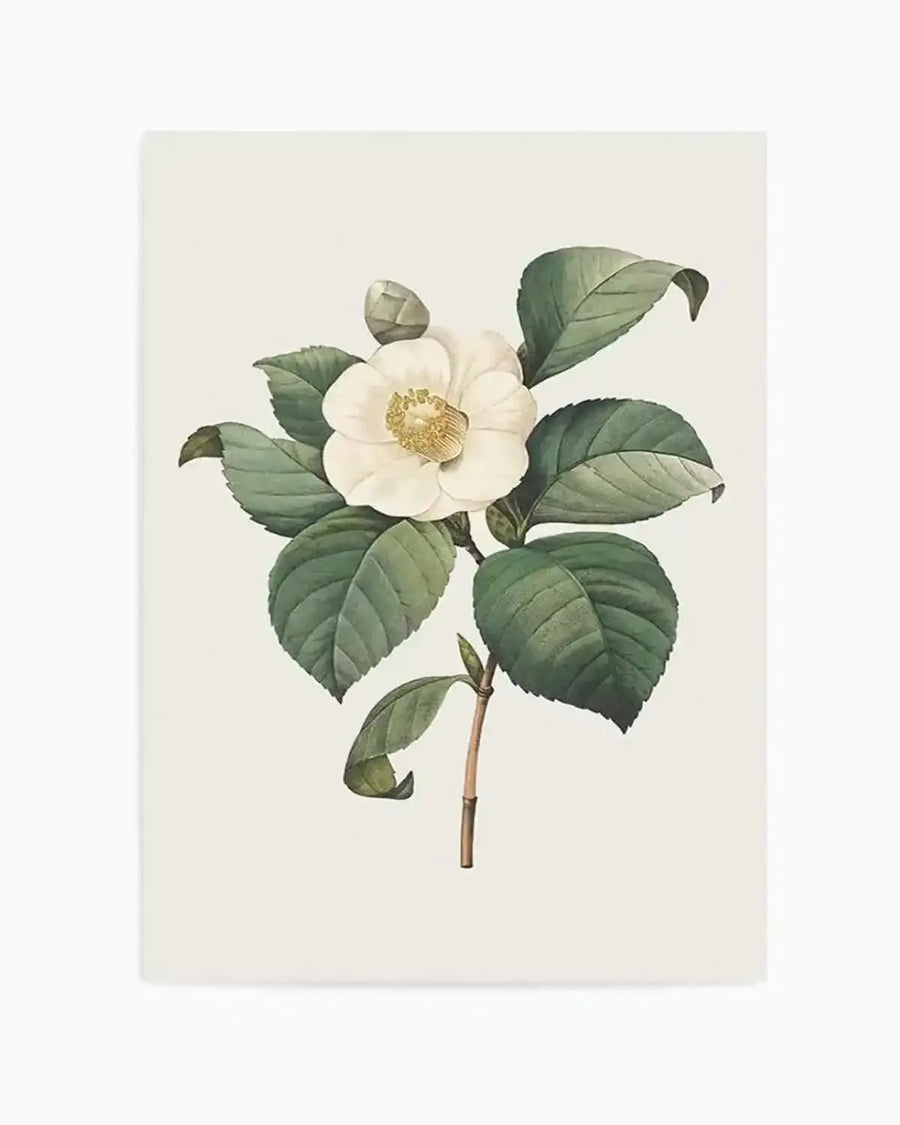 Botanica IV Art Print from Olive et Oriel where you can shop wallpaper and artworks online