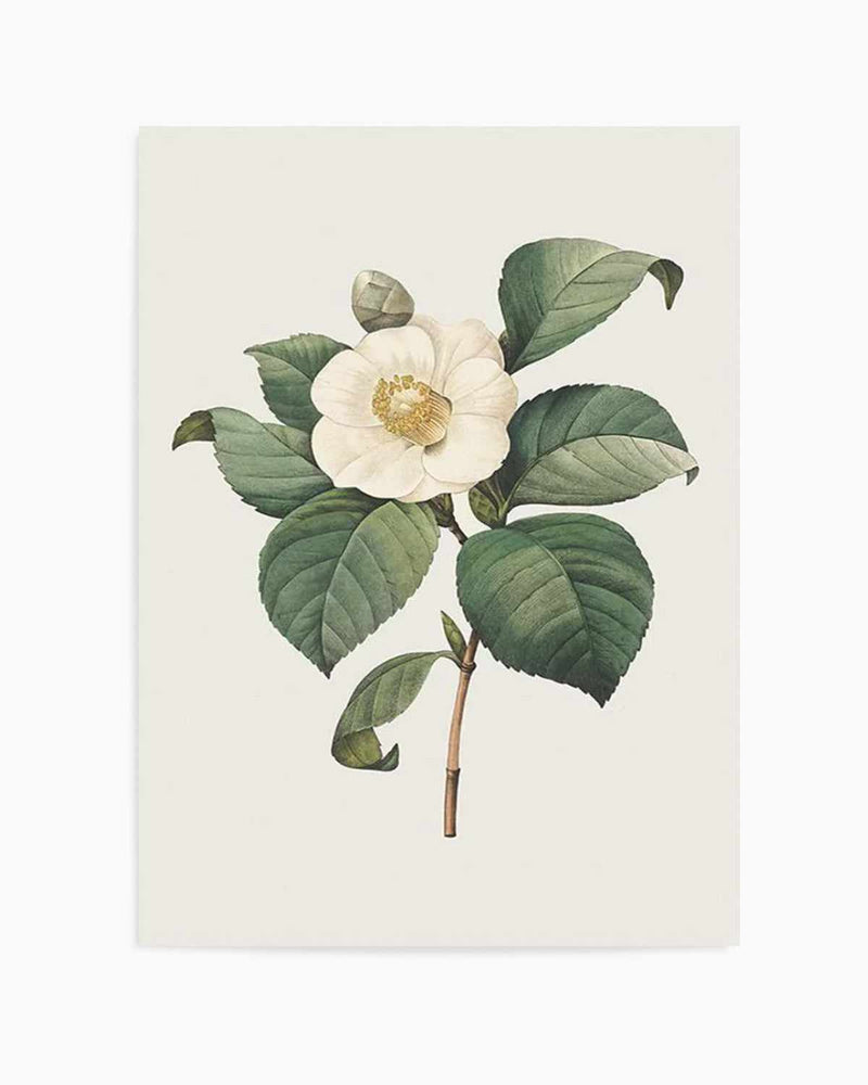 Botanica IV Art Print