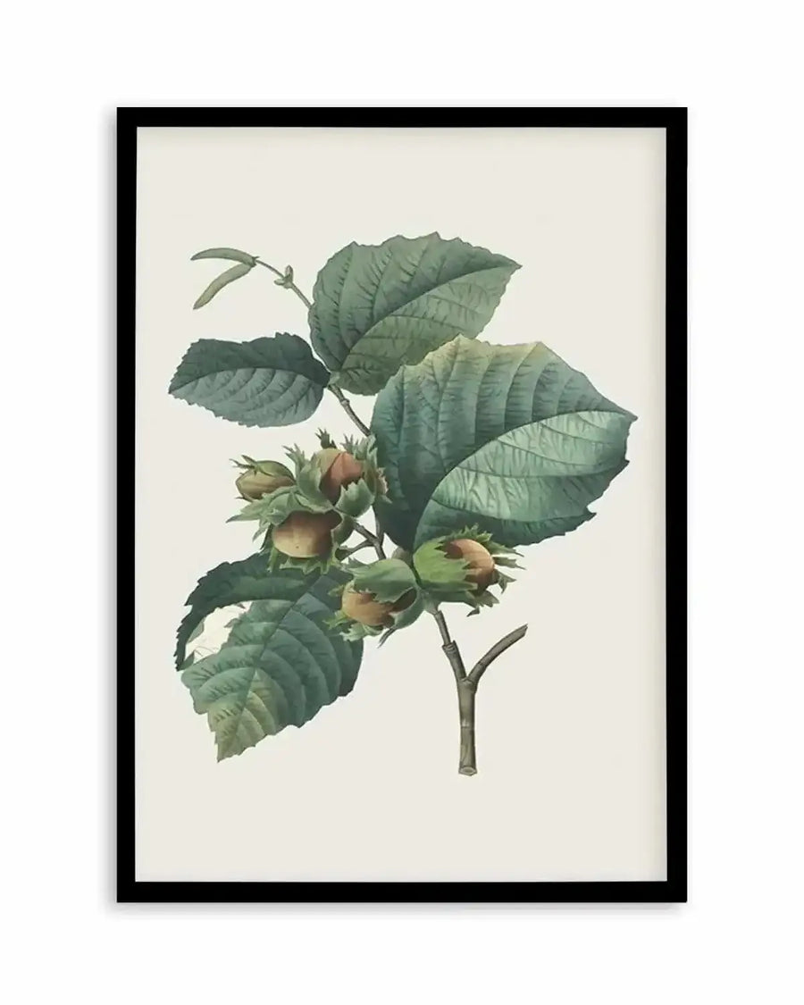 Botanical art print featuring a detailed illustration of a hazelnut branch with several clusters of green and brown hazelnuts nestled among large, textured green leaves, displayed in a black frame with a white border.