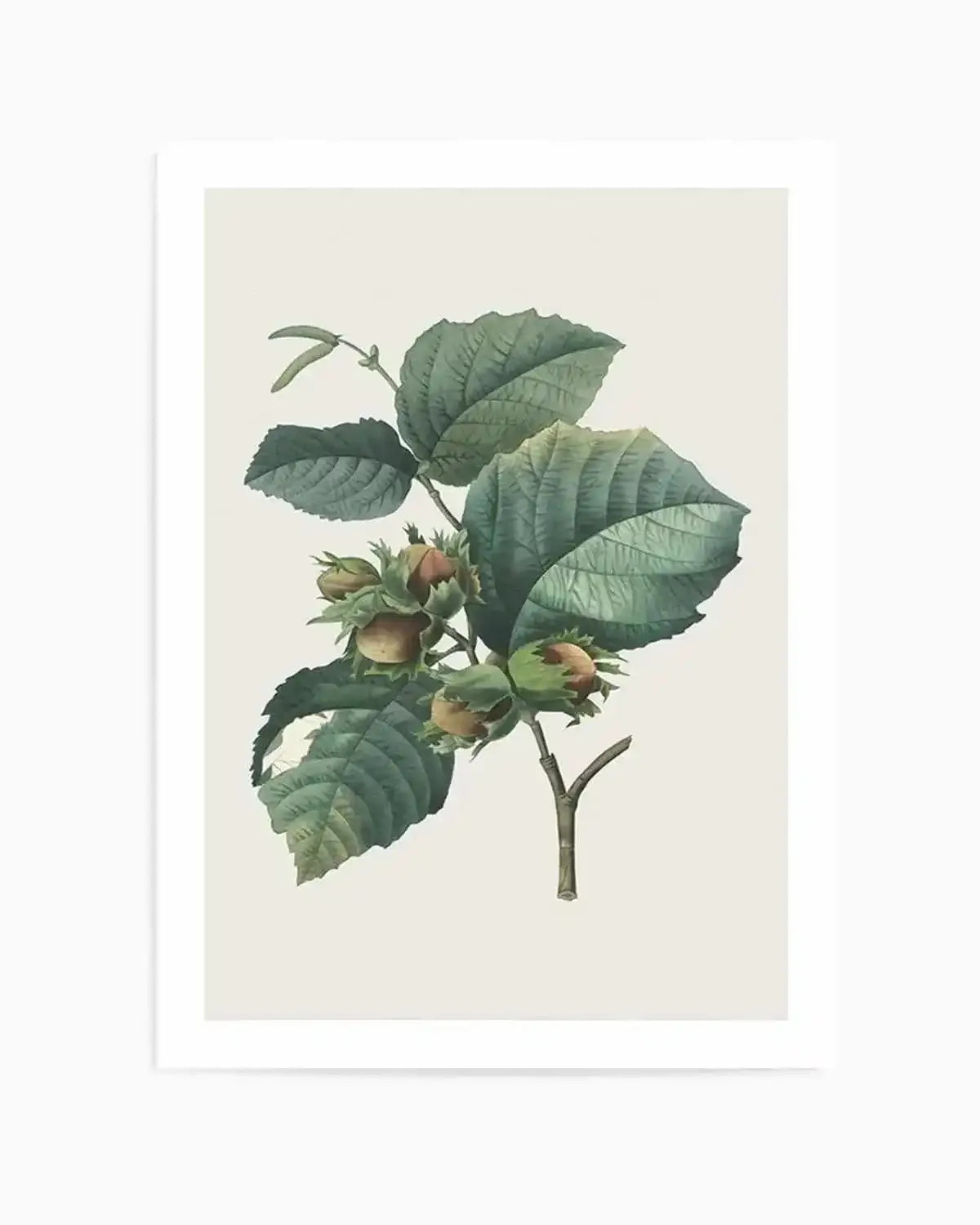 Botanica V Art Print from Olive et Oriel where you can shop wallpaper and artworks online