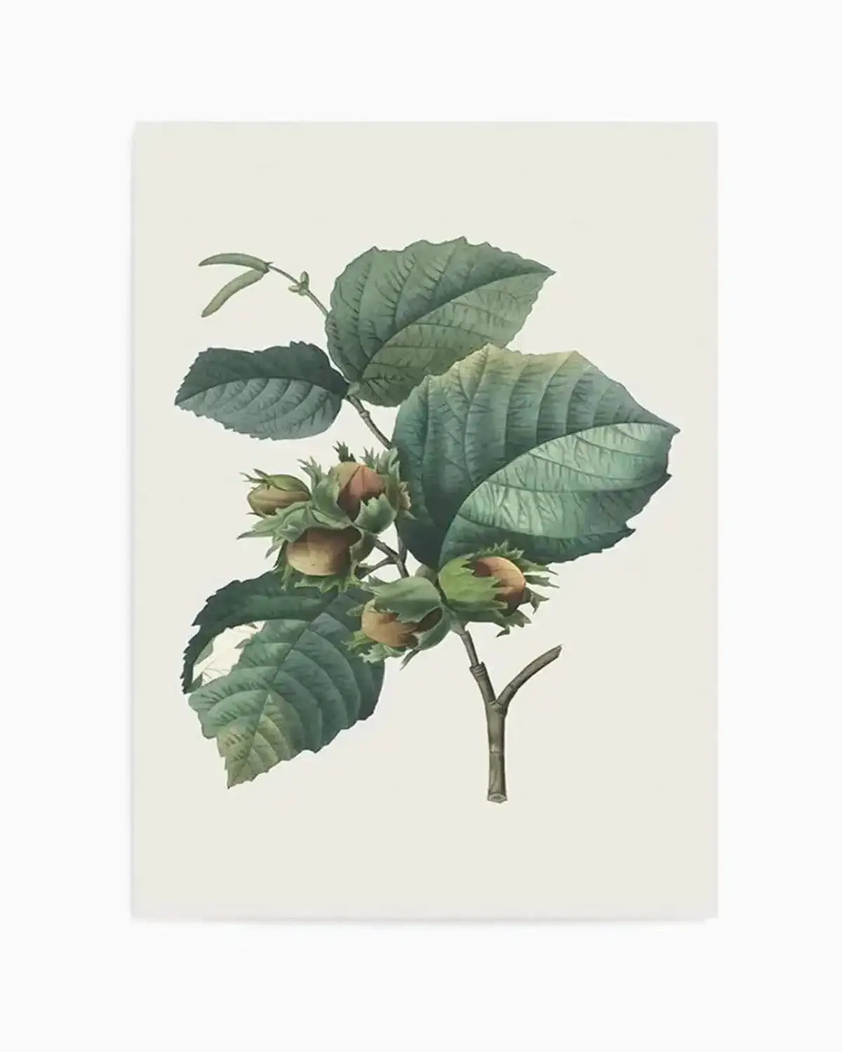 Botanica V Art Print from Olive et Oriel where you can shop wallpaper and artworks online