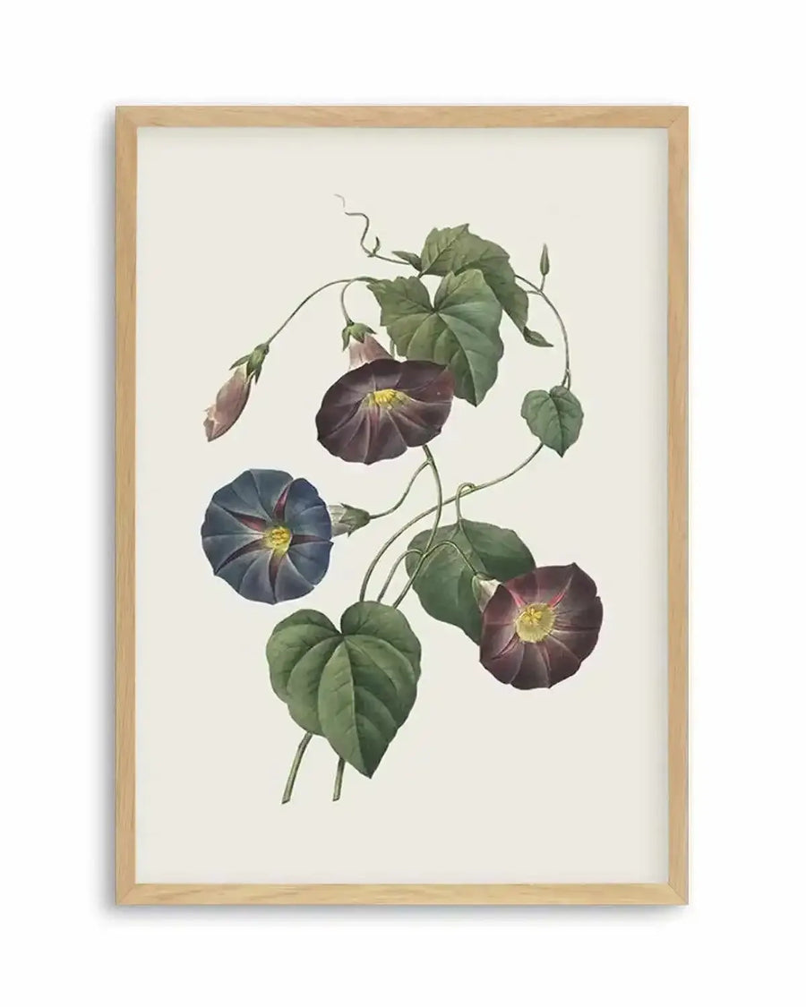 Watercolour art print featuring a botanical illustration of morning glory vines with deep purple and blue-purple trumpet-shaped flowers, green heart-shaped leaves, and delicate tendrils, displayed in a natural oak frame with white border.
