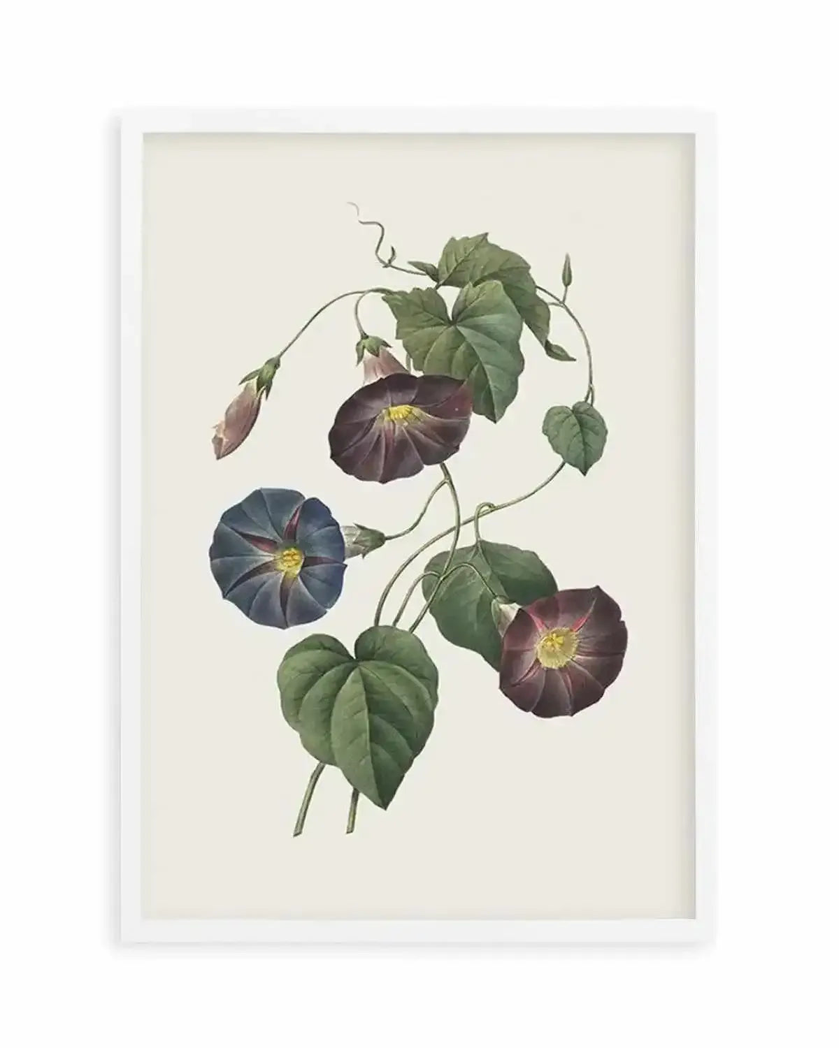 Botanica VI Art Print from Olive et Oriel where you can shop wallpaper and artworks online