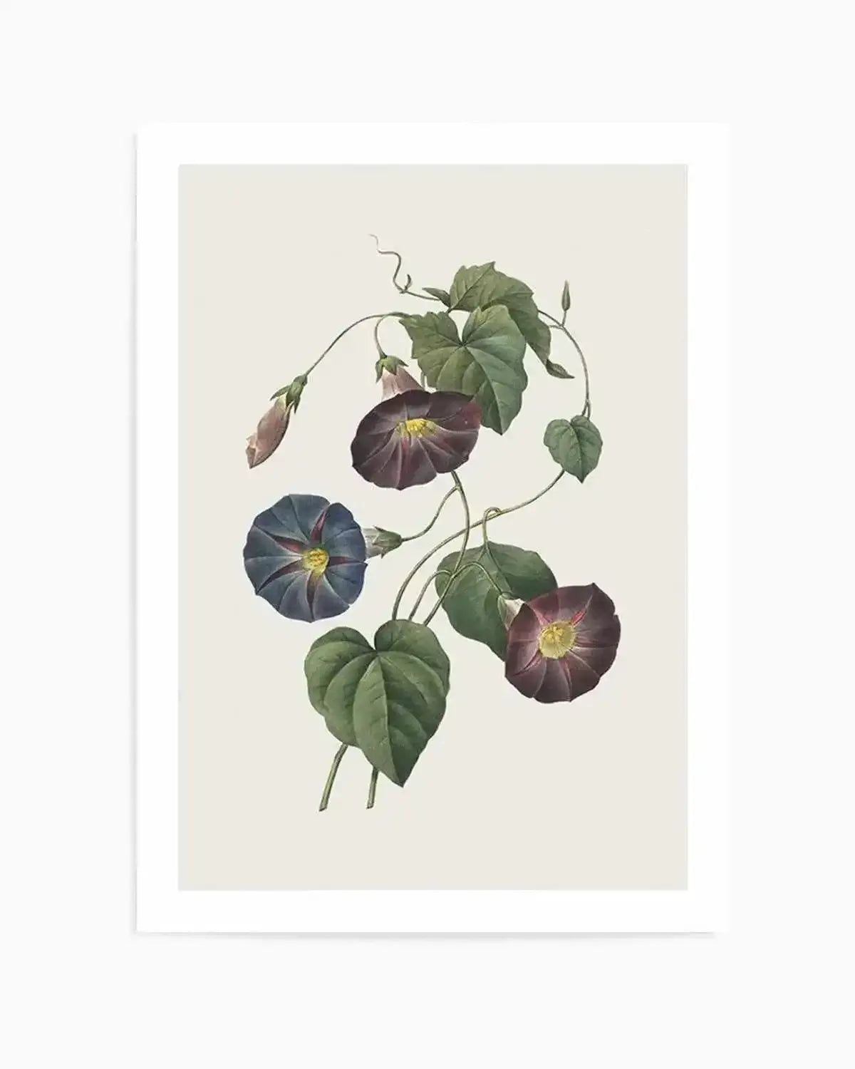 Botanica VI Art Print from Olive et Oriel where you can shop wallpaper and artworks online
