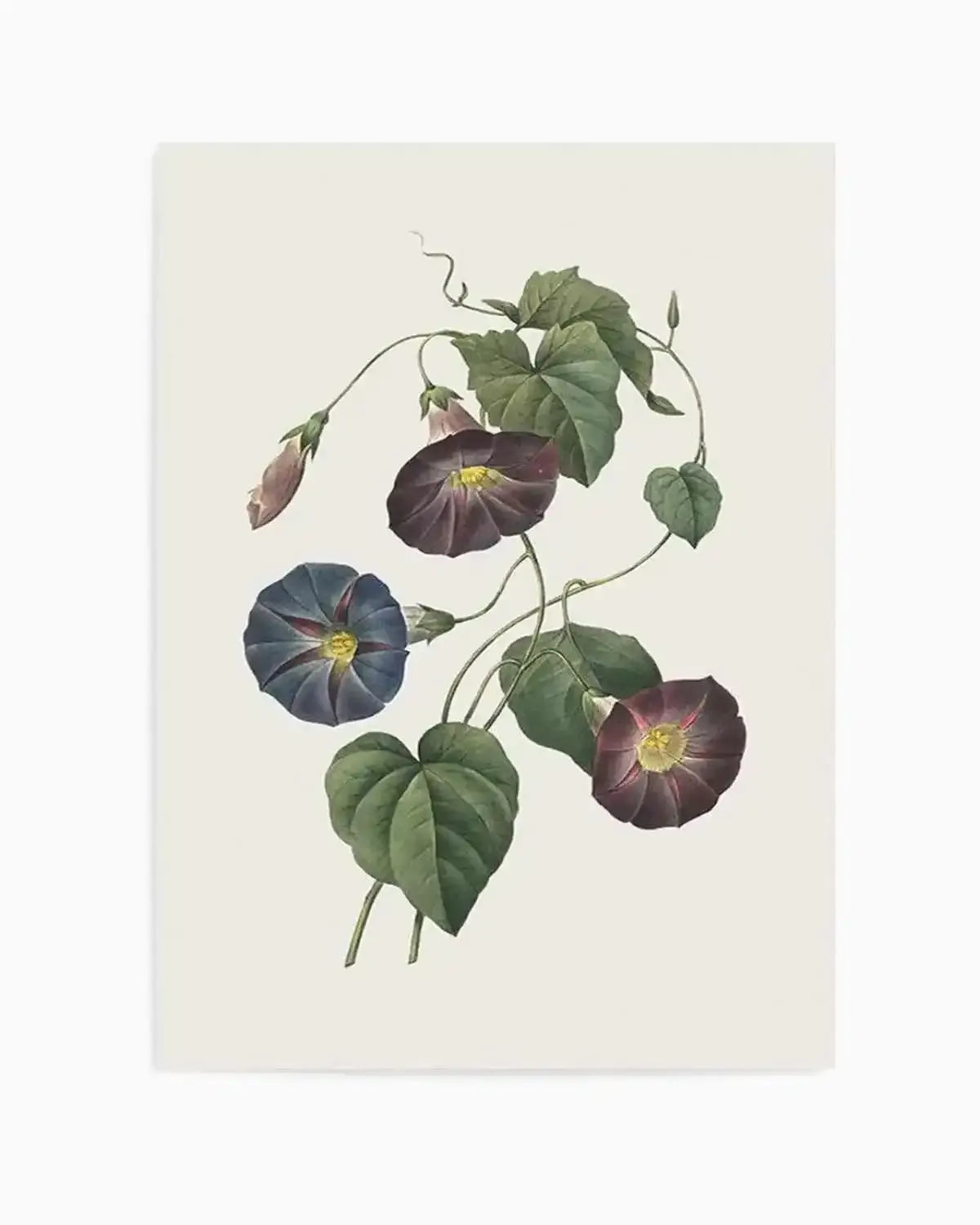 Botanica VI Art Print from Olive et Oriel where you can shop wallpaper and artworks online