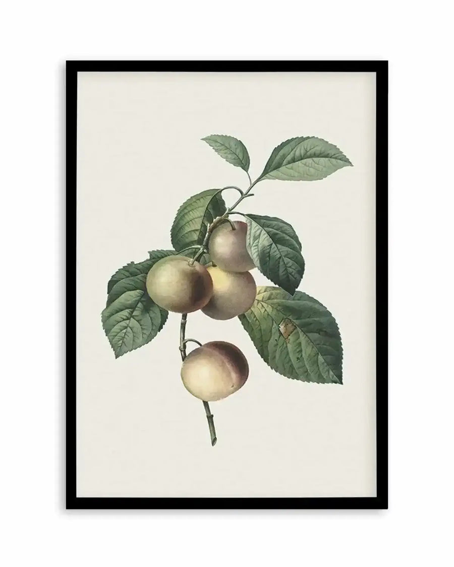 Watercolour art print featuring a botanical illustration of a branch with five light green and pale yellow plums and green leaves, displayed in a black frame with white border.
