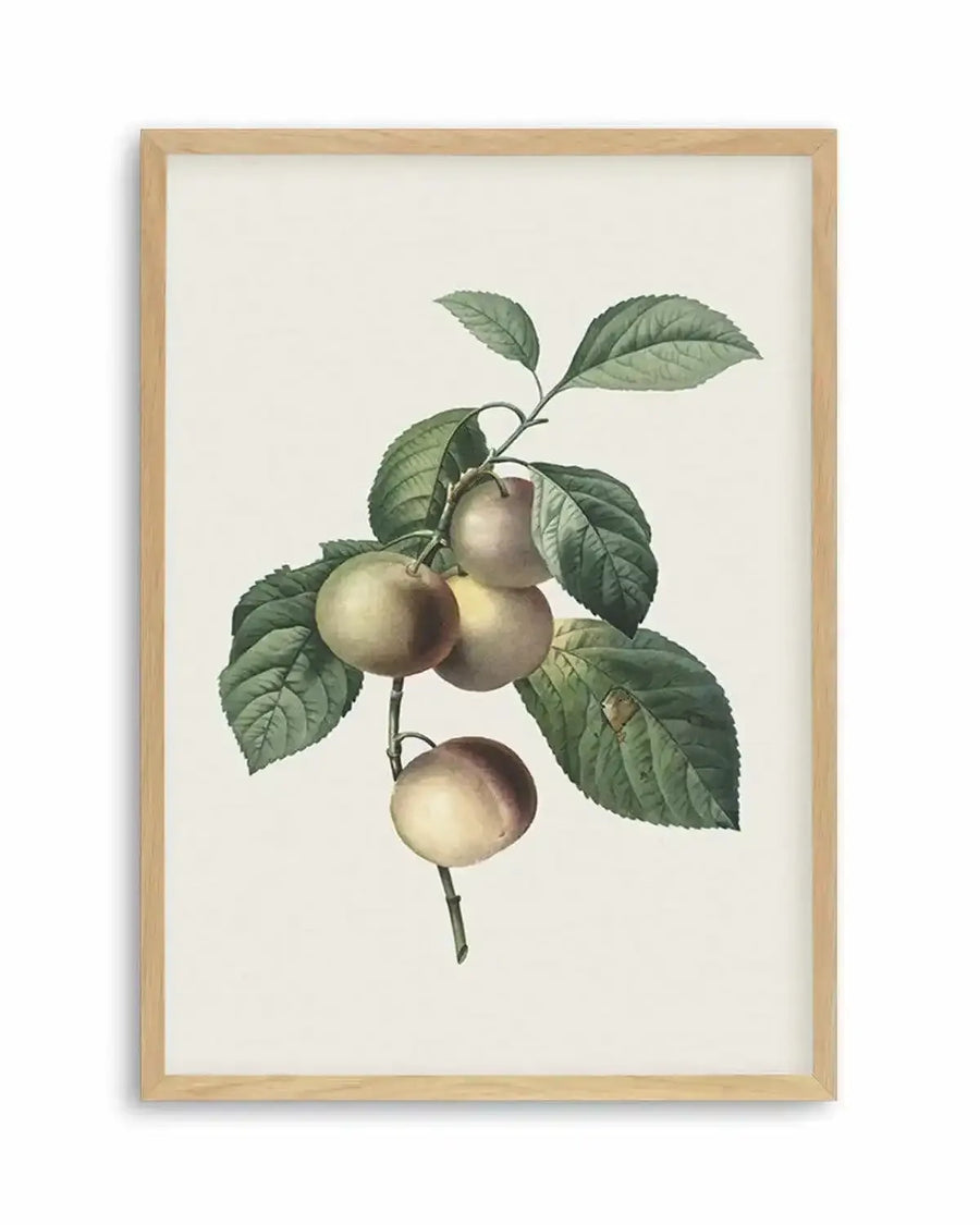 Watercolour art print featuring a botanical illustration of a branch with five round, light green and pale yellow plums and several dark green leaves, displayed in a natural oak frame with white border.