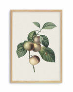 Botanica VIII Art Print