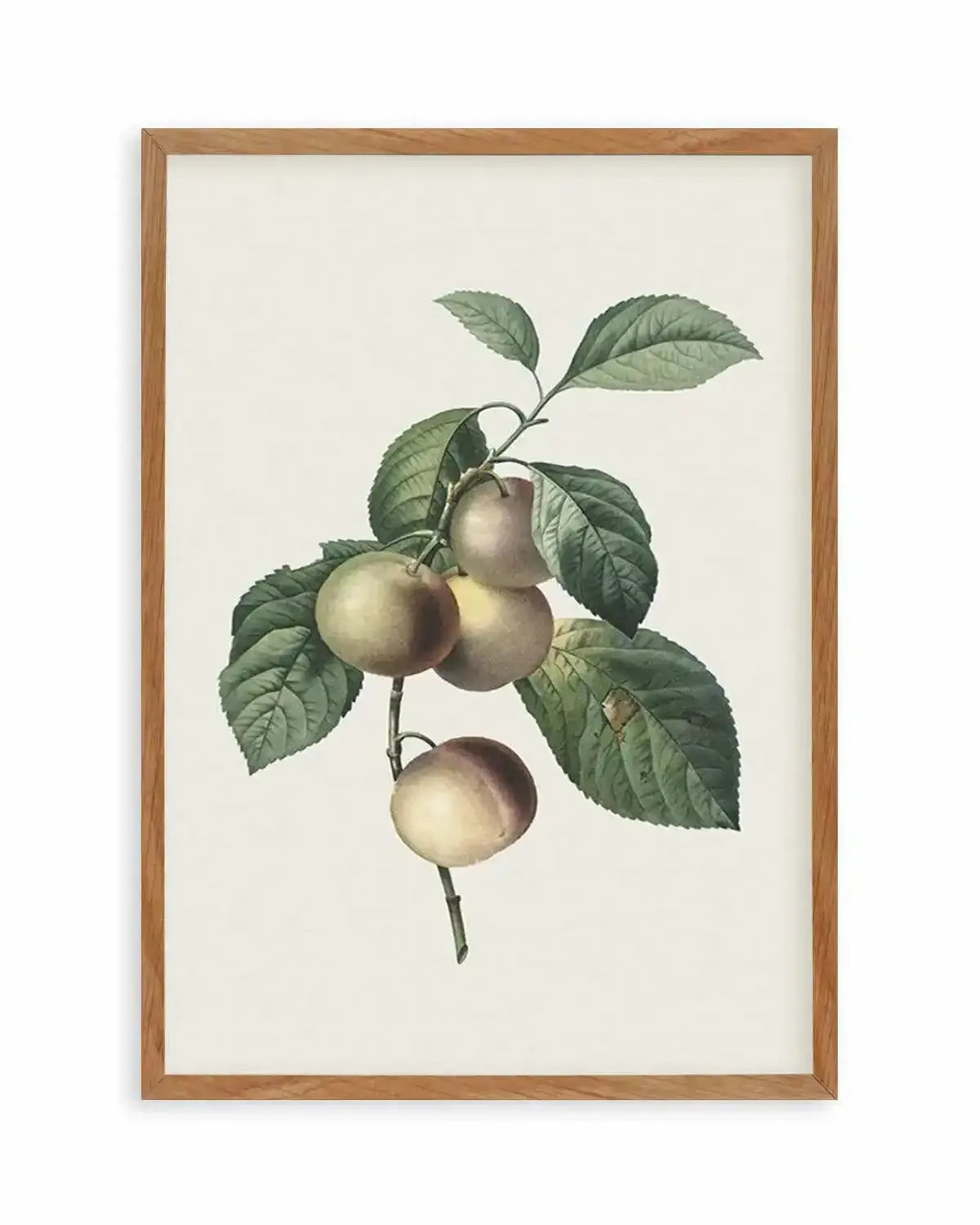 Botanica VIII Art Print from Olive et Oriel where you can shop wallpaper and artworks online